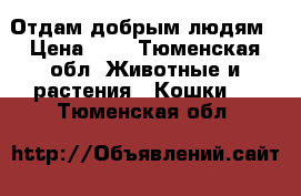 Отдам добрым людям › Цена ­ 5 - Тюменская обл. Животные и растения » Кошки   . Тюменская обл.